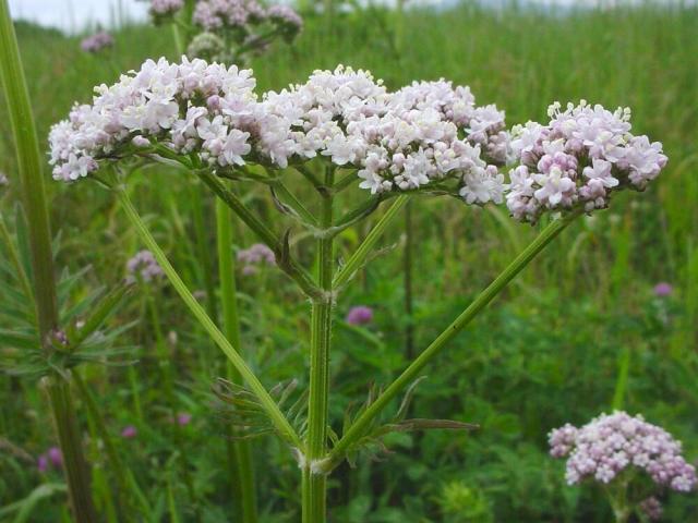 Valerian: Pourquoi aide, les enfants peuvent-ils donner? Combien de valériane peut être ivre à la fois, combien par jour? Comment prendre Valerian: avant les repas ou après avoir mangé? Combien de temps pouvez-vous boire de la valériane?