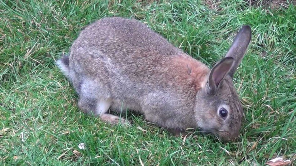 Дикий кролик - прородитель декоративных кроликов