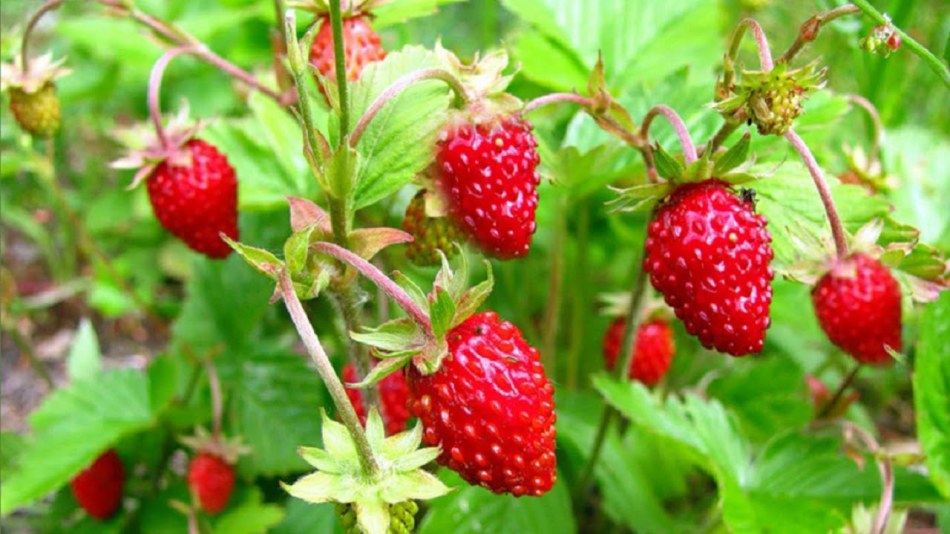 Erdbeeren im Joghurt werden als hervorragendes zusätzliches Werkzeug im Kampf gegen Diabetes mellitus dienen