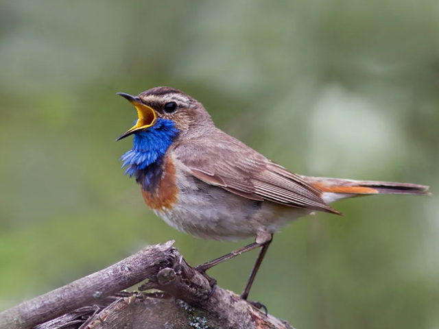 Éneklő madarak: nevek, fotók, rövid leírás. Az éneklő madarak fogságban énekelnek? Milyen éneklő madarak élhetnek a sejtekben?