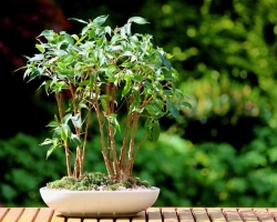 How to make a bonjamin ficus tree with your own hands, how to care at home? Formation of the Krona Bonsai from Ficus Benjamin with your own hands: where to start, how to do step by step?