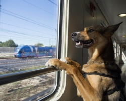 Kako prevažati psa na vlak? Ali je mogoče psa prevažati na vlaku - ali je potrebna vozovnica?