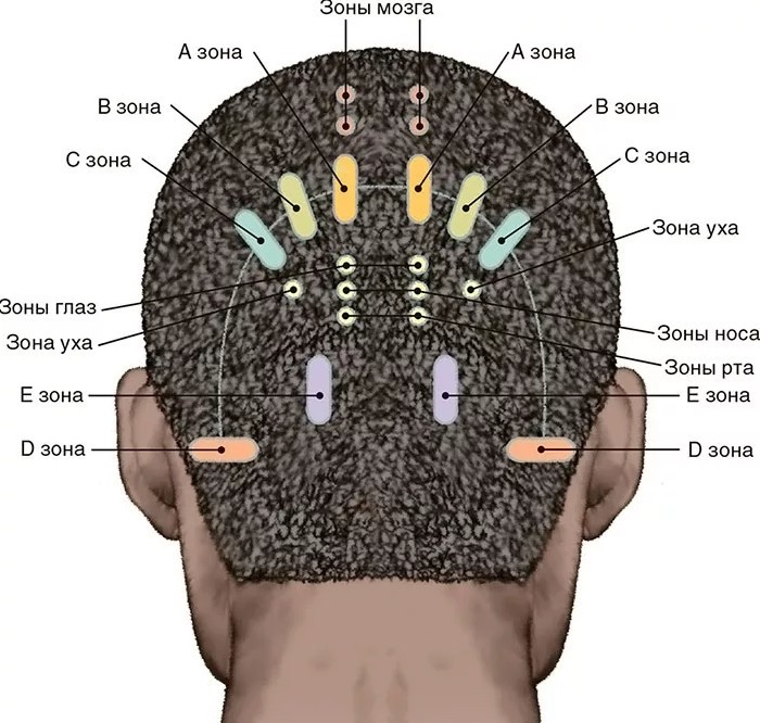 Зоны органов в волосах