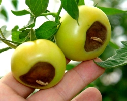 Gray vertex rot in tomatoes: what to do, how to fight, how to save tomatoes? Why tomatoes are sick with vertex rot: the causes of occurrence. What is the best way to process tomatoes from the apical gray rot of the fruits? Tomato rotund means: names, list, recipe for applying