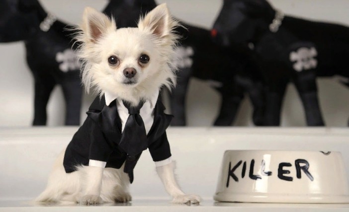 Fashionable glamorous clothing for dogs of small breeds