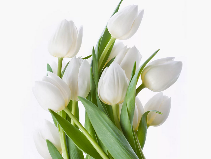 Nom de la tulipe blanche de fleur