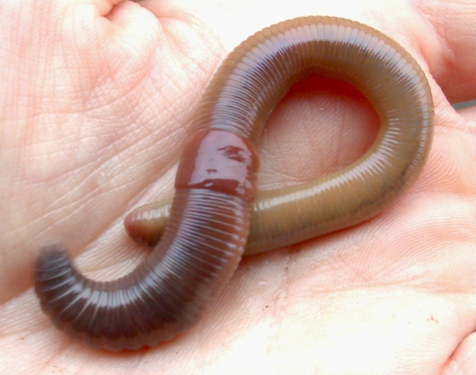 Mengapa Big Worms Dream?