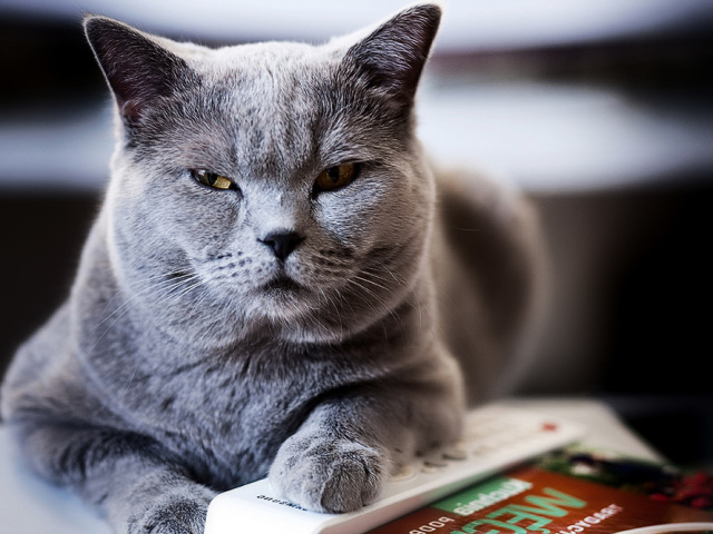 Артрит у кошек: причины, симптомы, лечение питомца