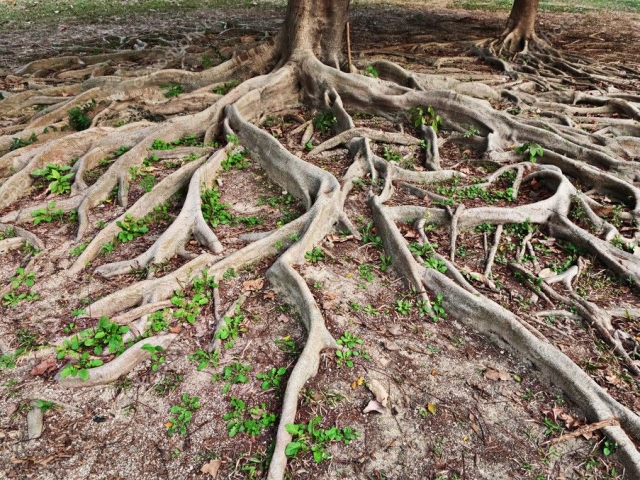 How to distinguish the rhizome from the root: brief comparison, signs