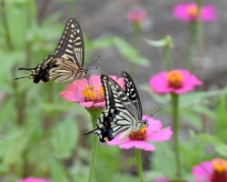 Tsinnia flowers: when to plant on seedlings, dive, plant in the ground? Growing a civilian from seeds on a window at home: terms, sowing, top dressing, watering, care, landing in the ground