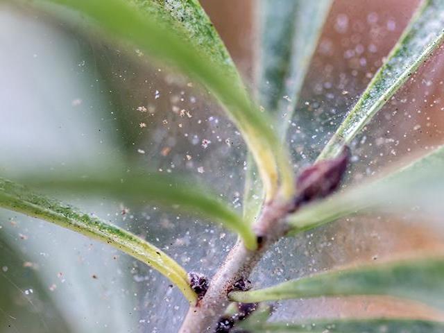 Kako se znebiti pajkove pršice na zaprtih rastlinah?