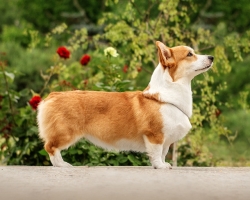 Royal Corgi: standard, character, description of the breed, care and nutrition, owners' reviews