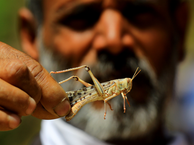 هل من الممكن أن تأكل الجراد في الإسلام: ما هي الحشرات الممنوعة من تناول الطعام؟