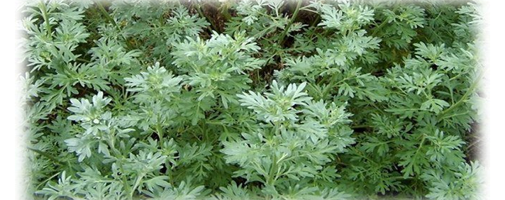 Wormwood: remedio popular para parásitos intestinales