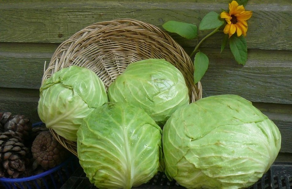 The cabbage is fresh, what did you dream about?