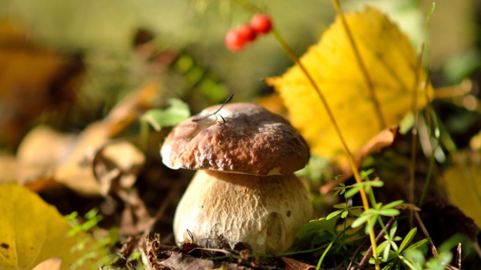Народные наблюдения за грибами
