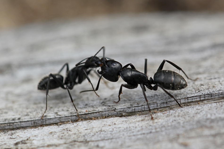 Interprétation de rêve - Pourquoi rêver de voir dans un rêve que les fourmis mangent?