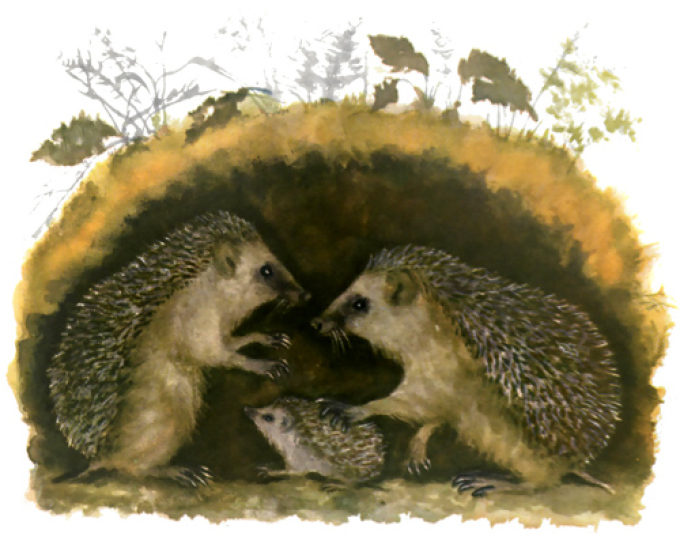 Hedgehog family: drawing for sketching No. 1