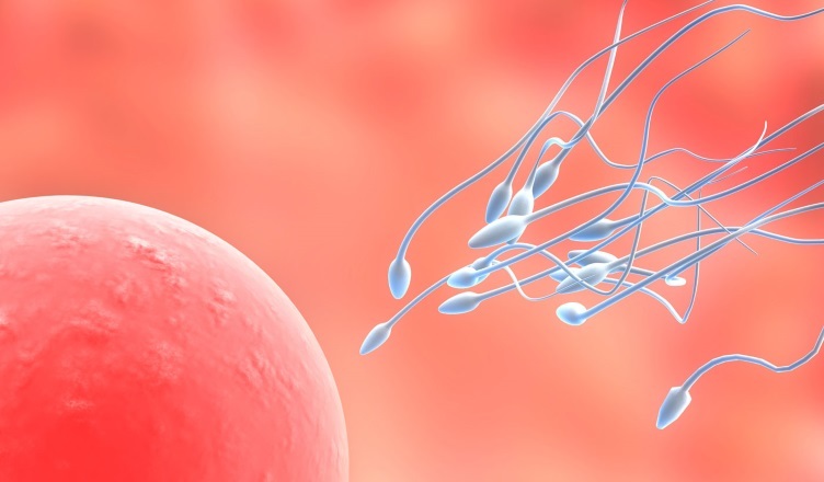 Comment calculer l'ovulation avec des menstruations irrégulières?