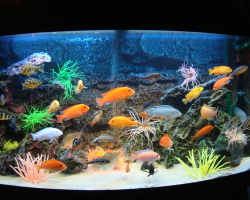Why can you fill the aquariums with chilled boiled water?