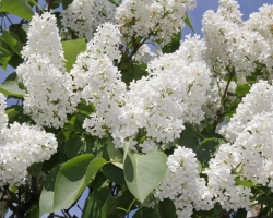 Tainted grade of lilacs - beauty of Moscow: description, landing and care, photo. When to plant, how to feed, treat from diseases and pests, how to propagate a terry lilac of a beauty Moscow?