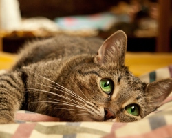 Savjeti za veterinara za održavanje, njegu i liječenje mačaka. Kako se brinuti, liječiti, hraniti, okupati, mačka? Kako naviknuti mačku u novu kuću, kandžu, kuću?