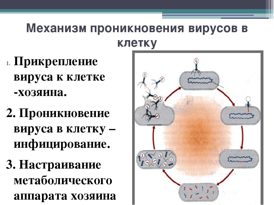 Схема проникновения вируса в клетку