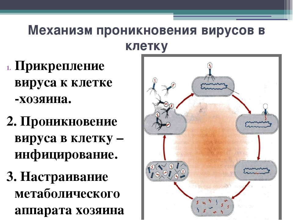 Синтез вирусов. Процесс проникновения вируса в клетку схема. Схема механизма действия вируса. Этапы проникновения вируса в клетку схема. Механизм проникновения вируса в клетку схема.