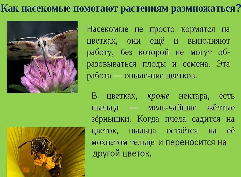 Роль насекомых в опылении растений