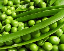 Green peas benefits and harm. How to preserve peas at home?