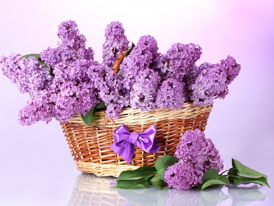 Buket Lilac Sirene Lilac di Keranjang