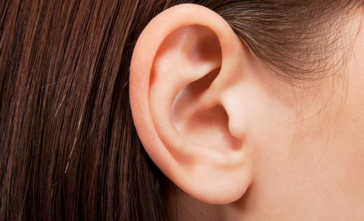 Anatomija strukture človeškega ušesa