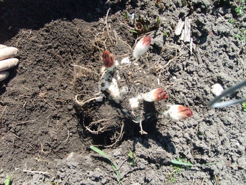 Как правильно посадить лилию весной в открытый грунт пошагово с фото