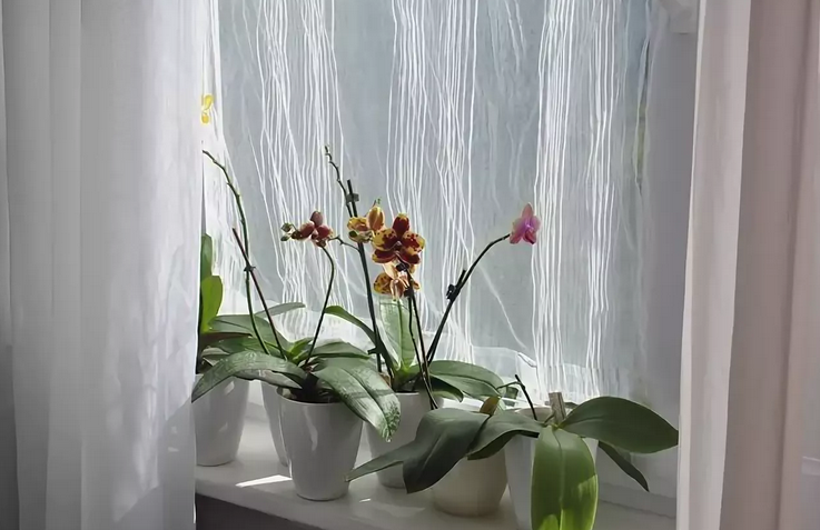 Правильный уход за орхидеей — это затенять окно чтобы солнце не обжигало листья цветка