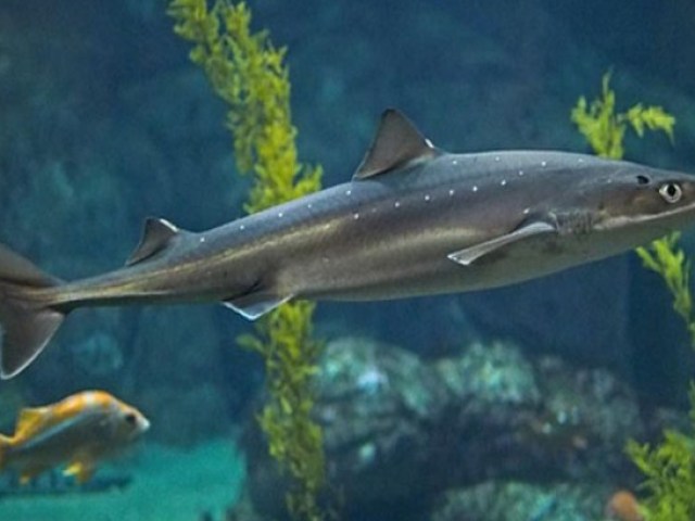 Водятся ли акулы в Черном море и какие: названия. Опасны ли акулы в Черном море для отдыхающих?