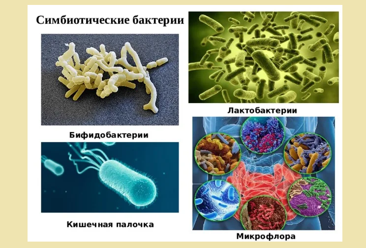 Simbionti di batteri