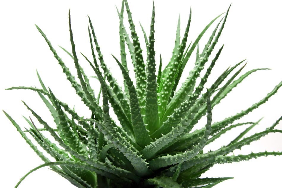 Aloe ile el maskesi