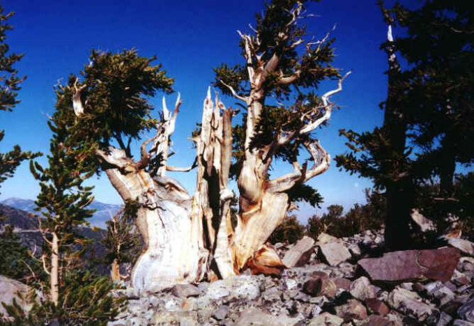 Prometeo era el árbol más antiguo