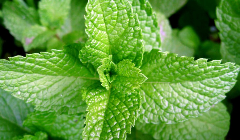 Treatment of inflammation of the lymph node by folk methods: peppermint