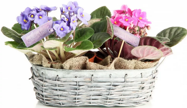 Композиции из домашних цветов и растений в корзине
