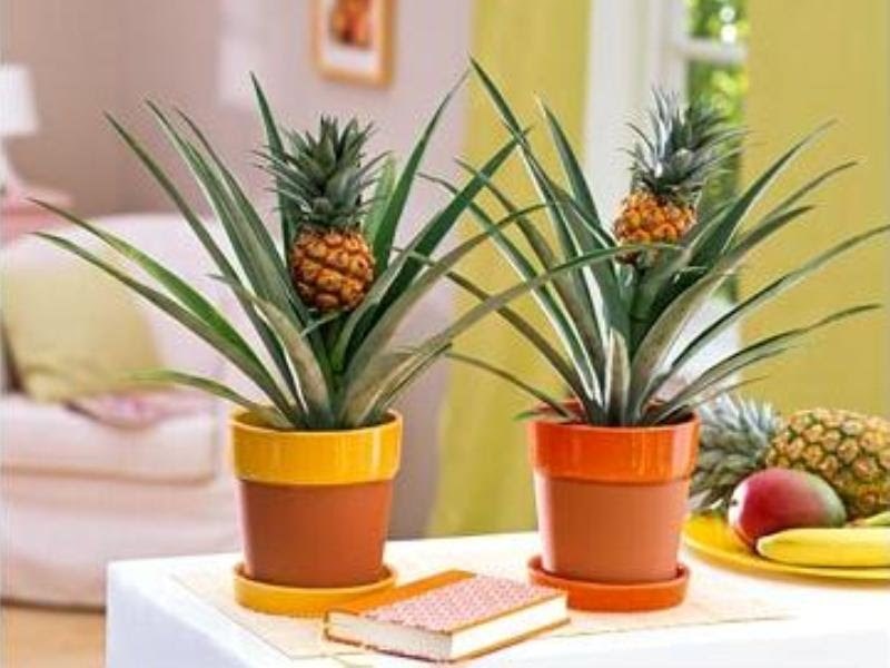 You can grow pineapple from seeds