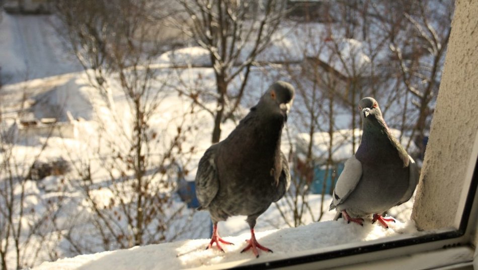 Το πουλί συνετρίβη στο παράθυρο μέχρι θανάτου: