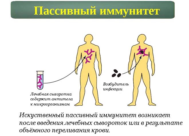 Естественный пассивный. Искусственный пассивный иммунитет вырабатывается при введении:. Приобретенный естественный пассивный иммунитет. Искусственный пассивный иммунитет формируется после введения. Активный приобретенный иммунитет.