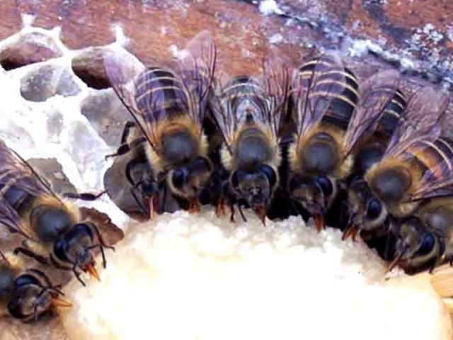 BEE BREEDING UNTUK Pemula dari awal - Memberi makan lebah sirup gula, susu kental, kandidat di musim dingin, perlakuan panas, lebah pemrosesan oleh bipin, celandine, dari kutu, nosematosis dan penyakit: deskripsi, rahasia, rekomendasi. Berapa banyak makanan yang dibutuhkan lebah?