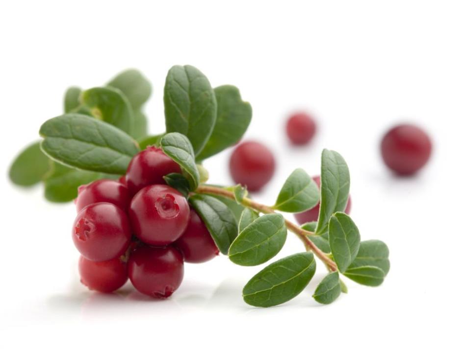 V lingonberrijah so koristni tako listi kot jagode.