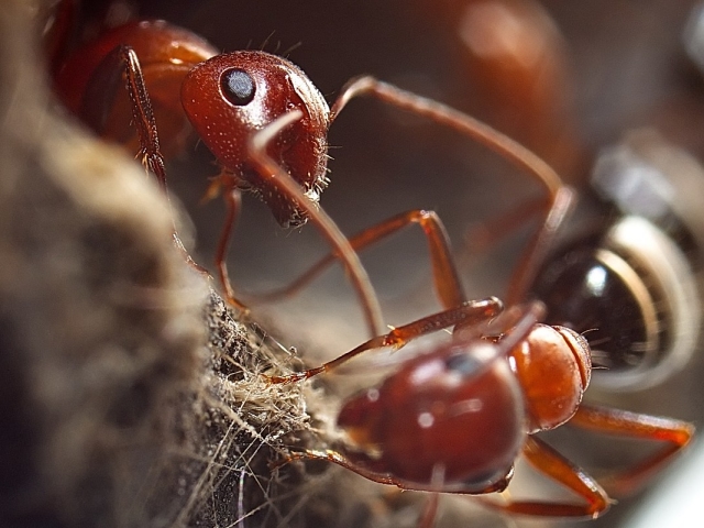 Ants Reaper: Konten dan Perawatan. Bagaimana cara merawat semut di rumah?