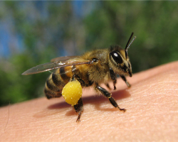 ¿Cómo y cómo atraer abejas en un invernadero, un invernadero para la polinización de los pepinos? ¿Qué flores atraen a las abejas en un invernadero, invernadero?