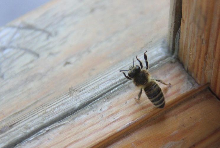 If the bee flew to visit you, then this indicates home troubles