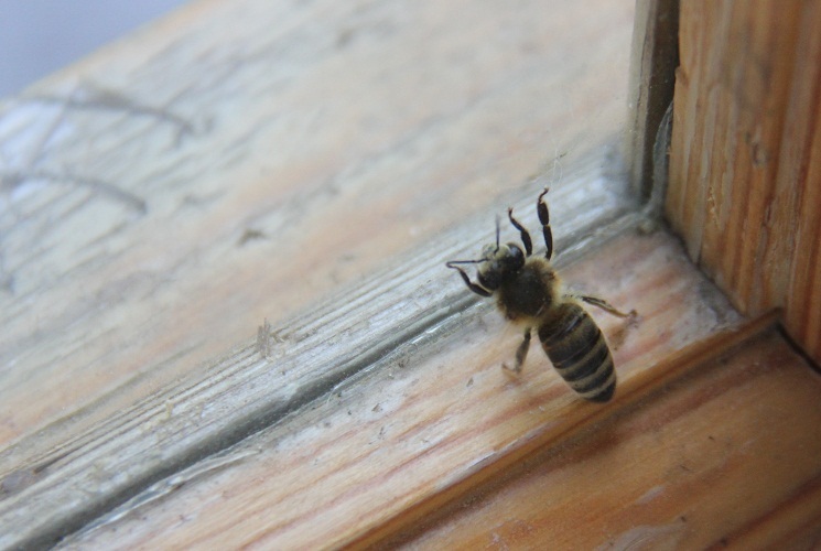 Si la abeja voló para visitarlo, esto indica problemas en el hogar