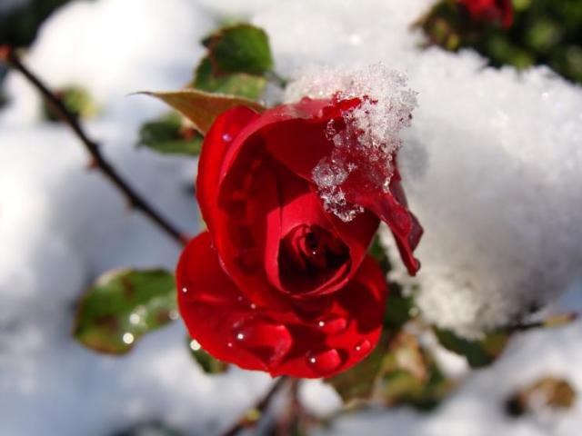 Fedje le vagy ne fedje le a téli rózsákat? Megéri a rózsaszín bokrok etetése a télen? Hogyan lehet megvédeni a kanyargós rózsa, a rózsabokrokat, a standard rózsa, a parkokban lévő rózsa, egy lopó rózsa? Hogyan lehet megmenteni a rózsa dugványokat télen?